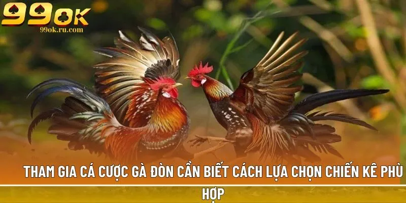 Tham gia cá cược gà đòn cần biết cách lựa chọn chiến kê phù hợp